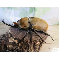 ☆新成虫☆エレファスゾウカブト♂114ミリ♀75ミリペア販売！！