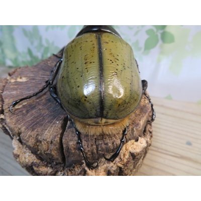 画像3: ☆新成虫☆D.H.ヘラクレス♂147ミリ♀68ミリペア販売！！