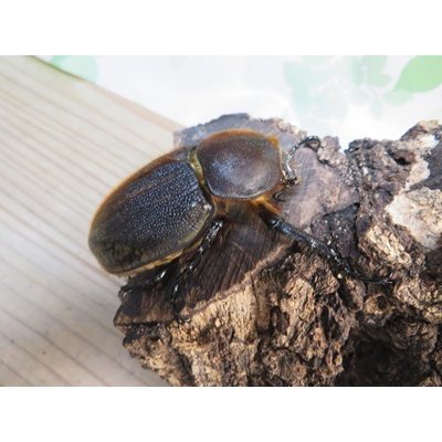 画像4: ☆新成虫☆D.H.ヘラクレス♂145ミリ♀68ミリペア販売！！