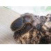 画像4: ☆新成虫☆D.H.ヘラクレス♂145ミリ♀68ミリペア販売！！ (4)