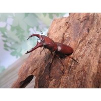 ☆新成虫☆カツラホソアカクワガタ♂35ミリ♀フリーサイズペア販売！！