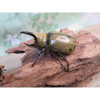 ☆新成虫☆ミヤシタシロカブト♂63ミリ♀50ミリペア＋♀48ミリ計3頭トリオ販売！！