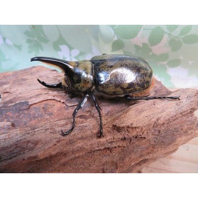 画像1: ☆新成虫☆ミヤシタシロカブト♂62ミリ♀50ミリペア＋♀48ミリ計3頭トリオ販売！！