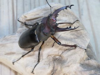 国産クワガタムシ成虫 - 昆虫家