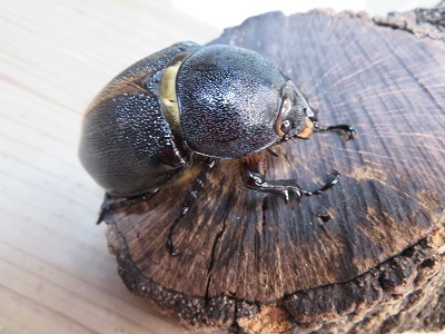 ☆新成虫☆ネプチューンオオカブト♂125ミリ♀70ミリペア販売！！ - 昆虫家