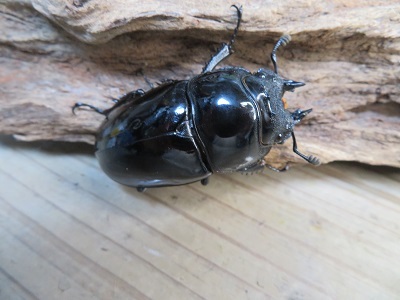 ☆新成虫☆タランドゥスオオツヤクワガタ♂66ミリ♀52ミリペア＋♀48.5ミリ計3頭トリオ販売！！ - 昆虫家