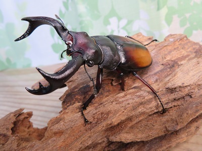 新成虫☆パリーフタマタクワガタ(亜種エロンガトゥス)♂82ミリ♀51ミリペア販売！！ - 昆虫家